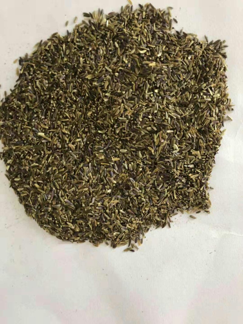 荷兰菊种子新种子保发芽质量好欢迎选购