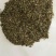 荷兰菊种子新种子保发芽质量好欢迎选购