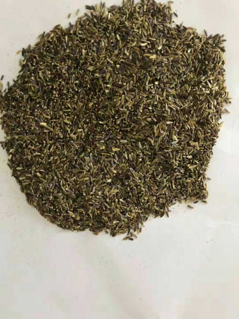 荷兰菊种子新种子保发芽质量好欢迎选购