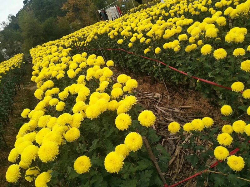 金丝皇菊苗，菊花苗，皇菊苗，