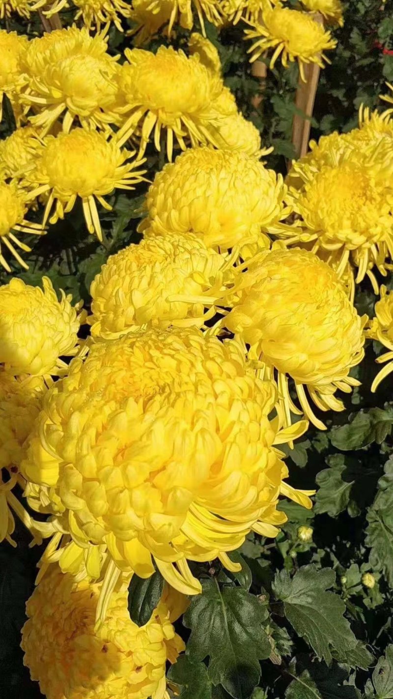 金丝皇菊苗，菊花苗，皇菊苗，
