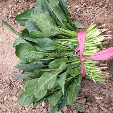 蔬菜
