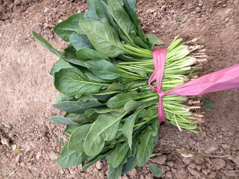 蔬菜