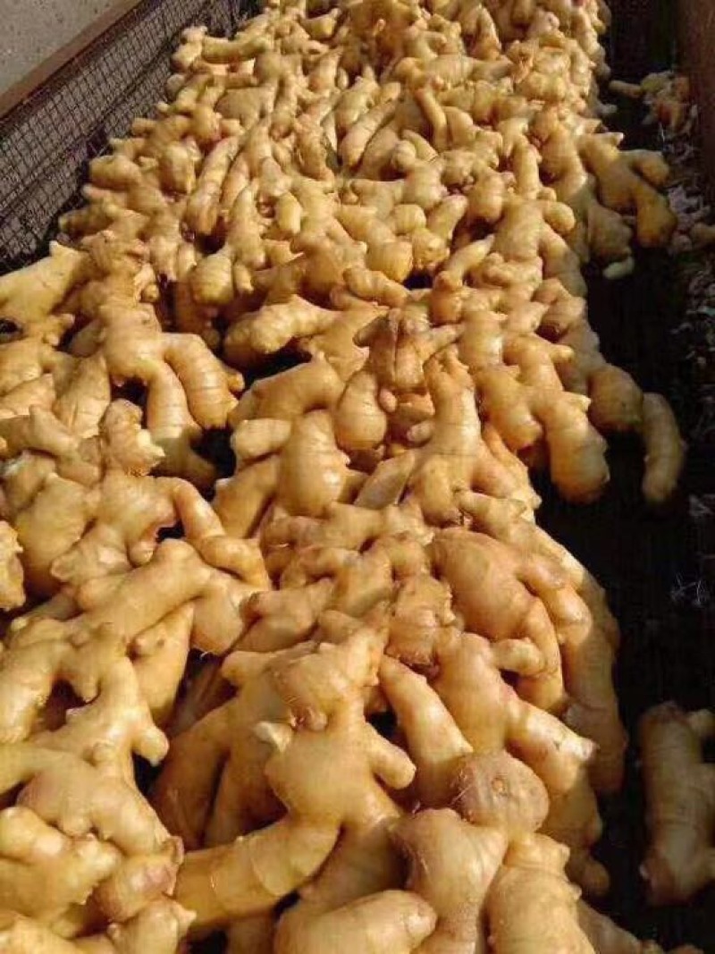 山东黄姜大量出窖，块大辣味十足，坏烂包赔，质量保证