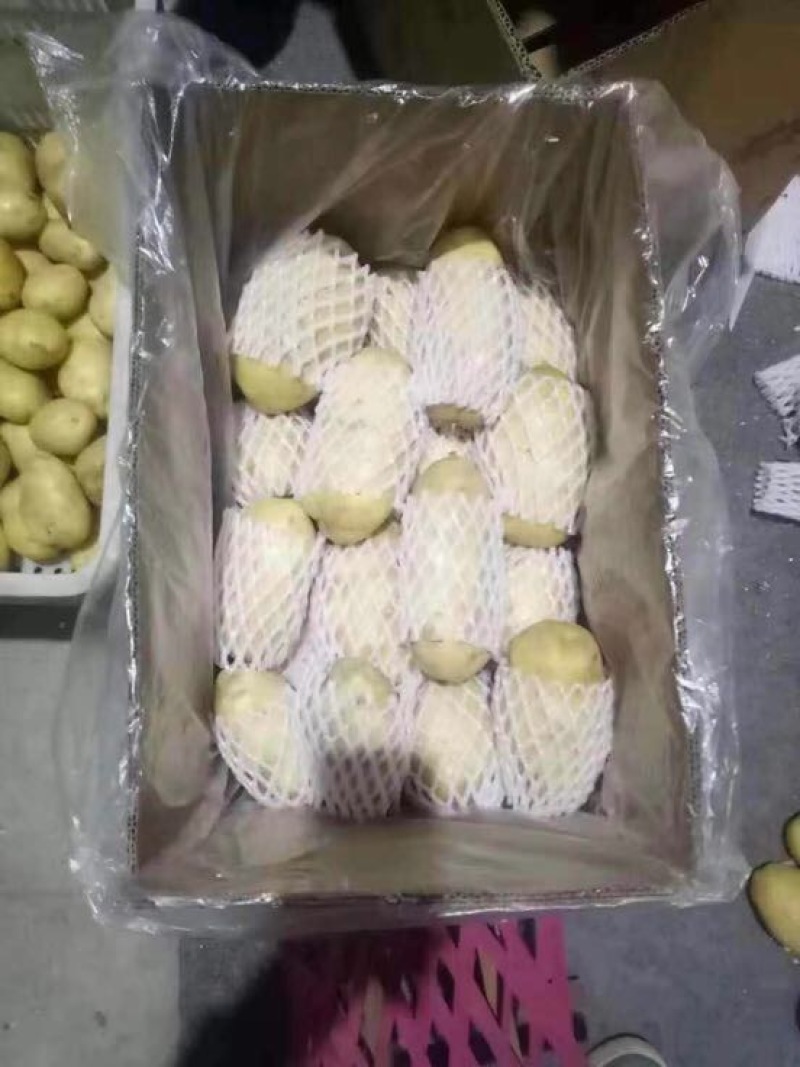 山东冷库土豆大量供应。货源充足，全国发货