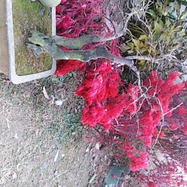 熟桩以结果，阴桩。树质好