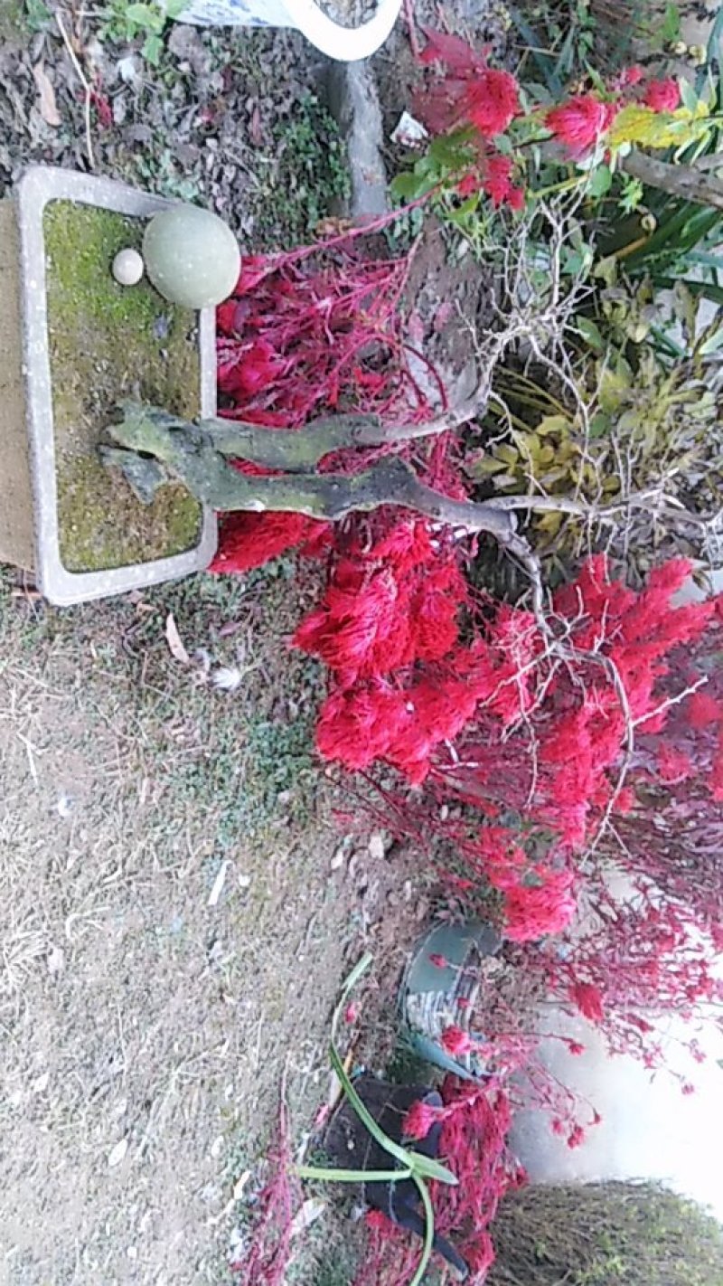 熟桩以结果，阴桩。树质好