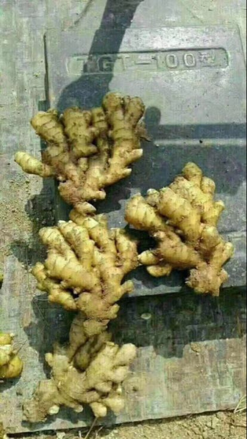 山东黄姜大量供应，货源充足，价格不高