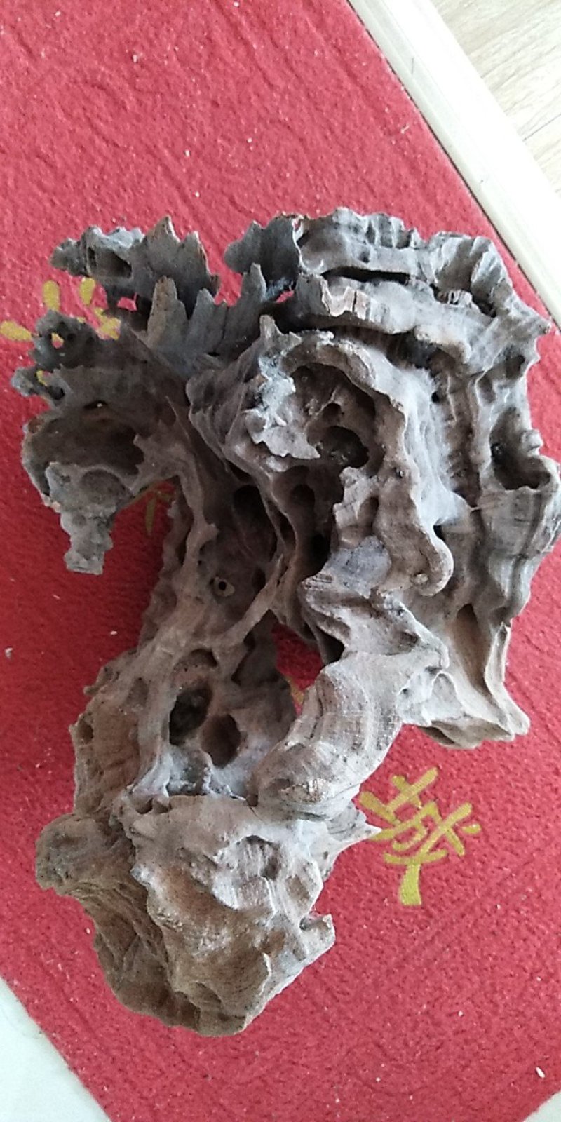 铁拐梨巜树种》