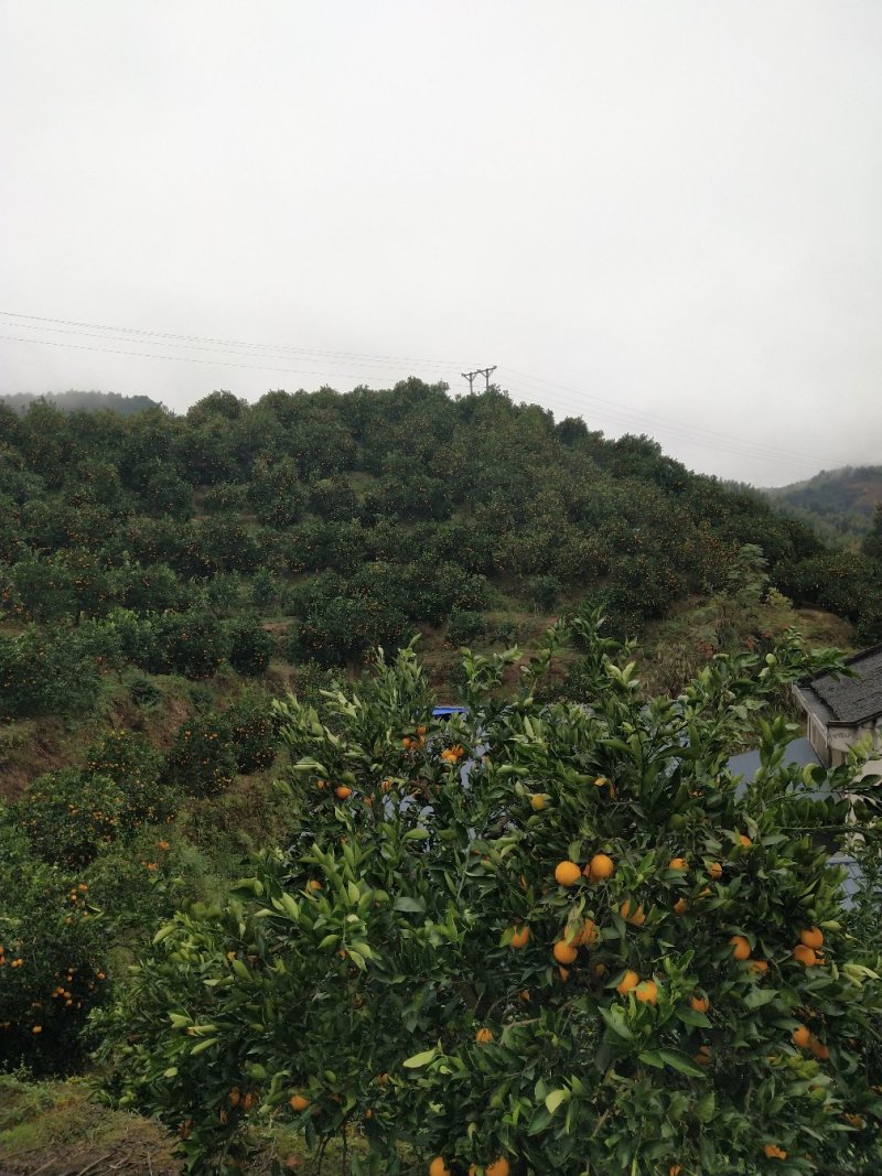 冰糖橙