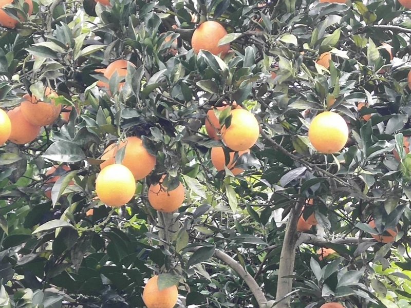 冰糖橙