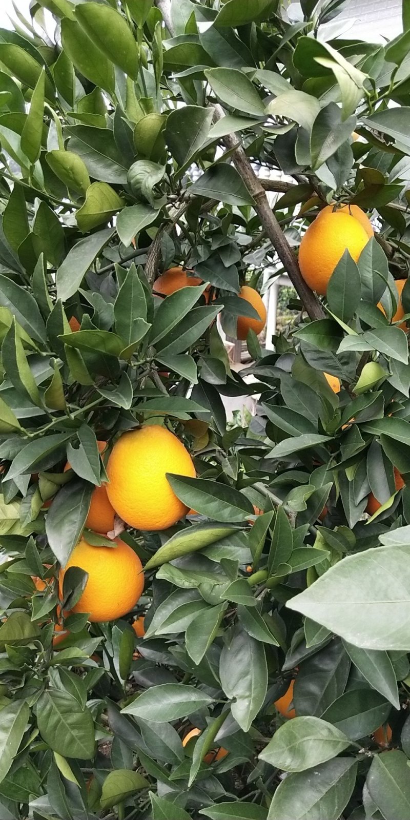 冰糖橙