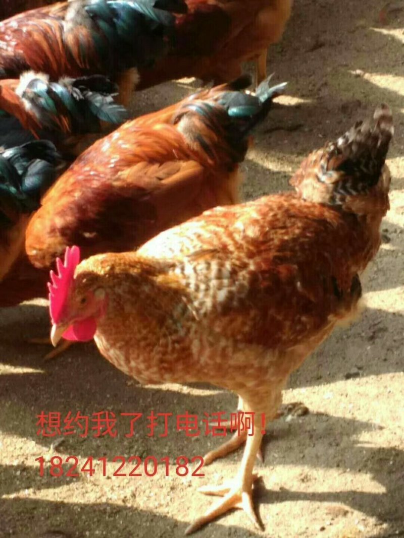牛肉板面料，教技术，招学徒。笨鸡，笨鸡蛋，非洲雁，大鹅。