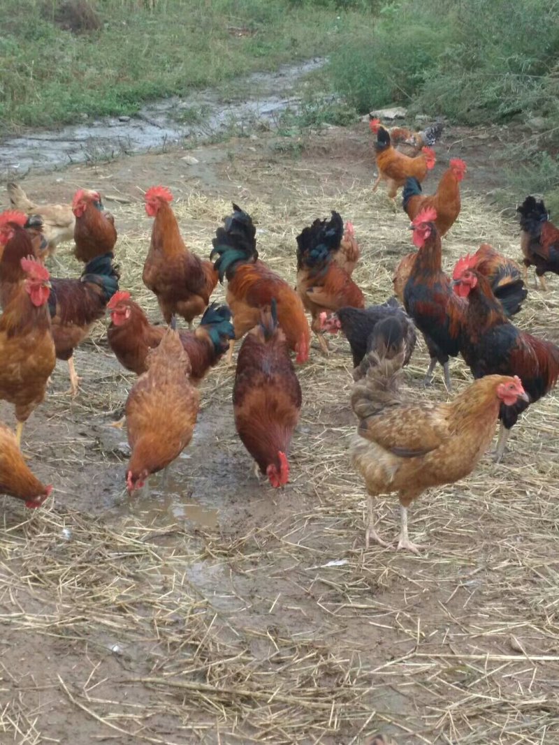 牛肉板面料，教技术，招学徒。笨鸡，笨鸡蛋，非洲雁，大鹅。