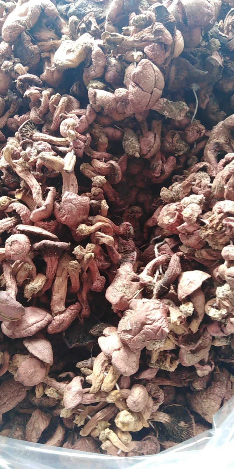 白蘑菇80一斤。黄蘑菇45一斤红菇300一斤。趟子蘑菇5