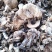 白蘑菇80一斤。黄蘑菇45一斤红菇300一斤。趟子蘑菇5