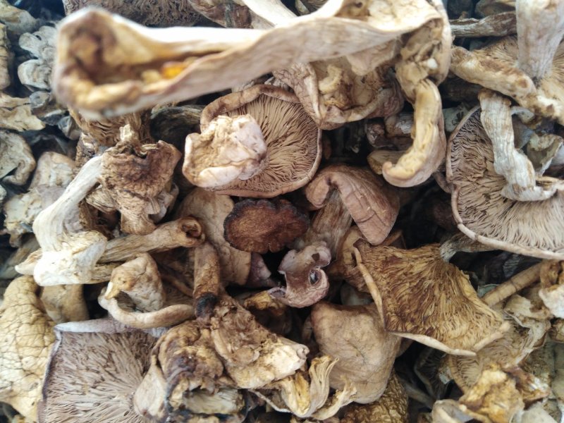 白蘑菇80一斤。黄蘑菇45一斤红菇300一斤。趟子蘑菇5