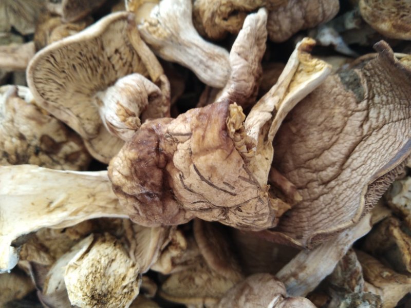 白蘑菇80一斤。黄蘑菇45一斤红菇300一斤。趟子蘑菇5