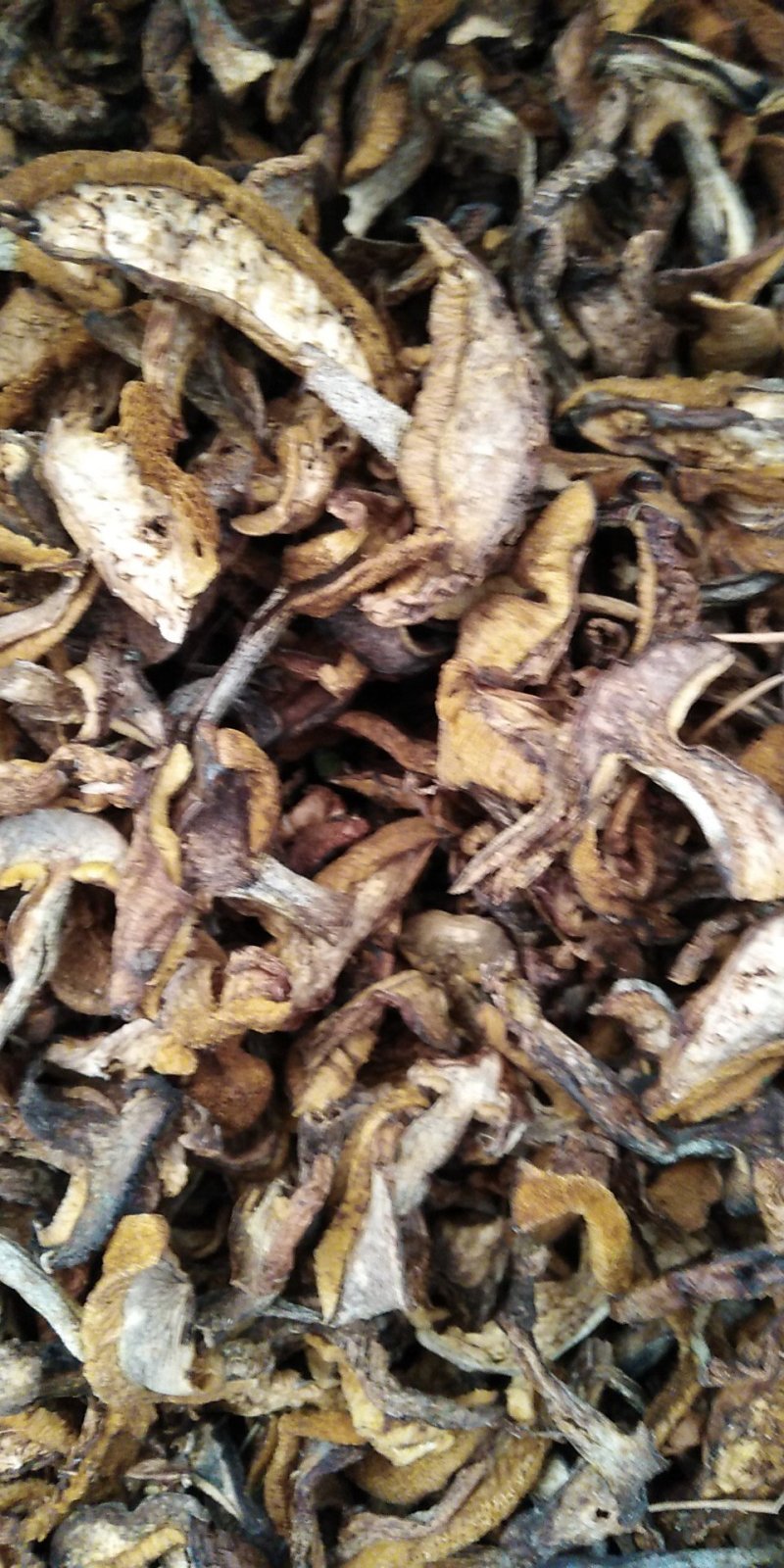 白蘑菇80一斤。黄蘑菇45一斤红菇300一斤。趟子蘑菇5