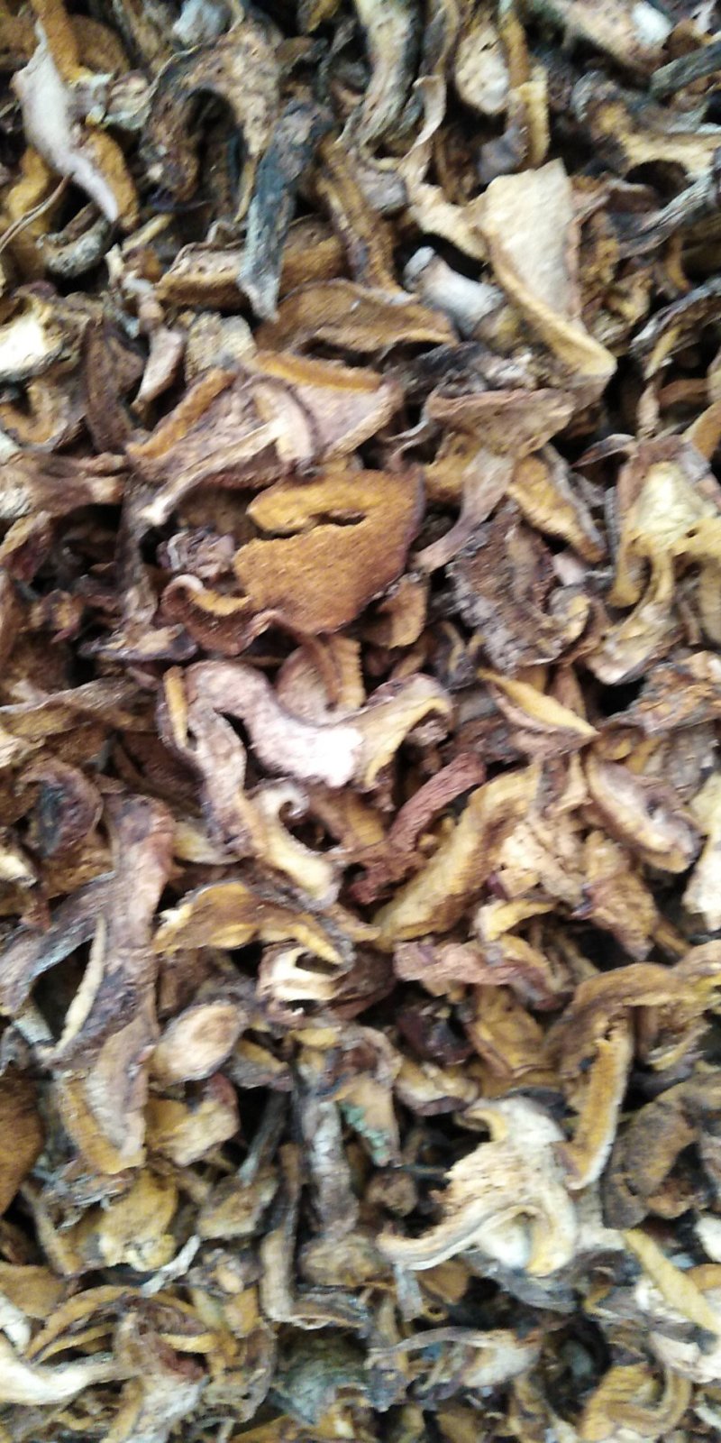 白蘑菇80一斤。黄蘑菇45一斤红菇300一斤。趟子蘑菇5