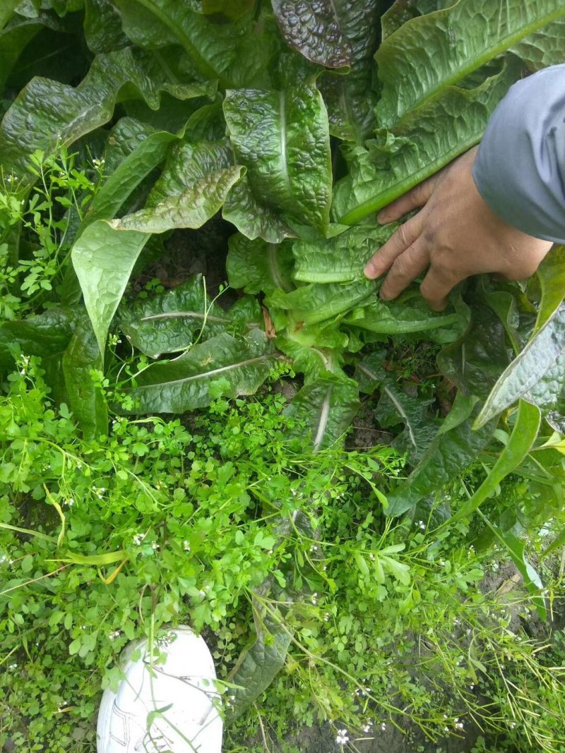 莴苣，，永安红叶莴苣。永安紫叶莴苣。杆子