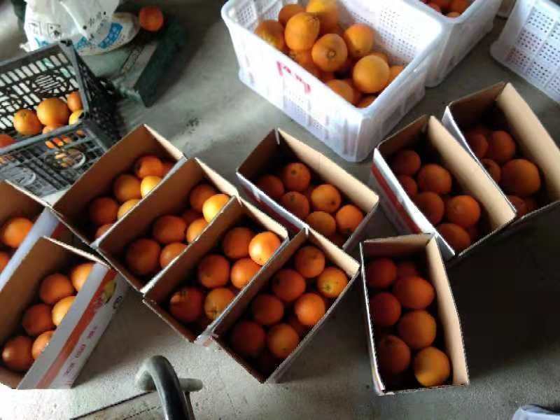 肥大圆，走一波，福建人的橙子🍊