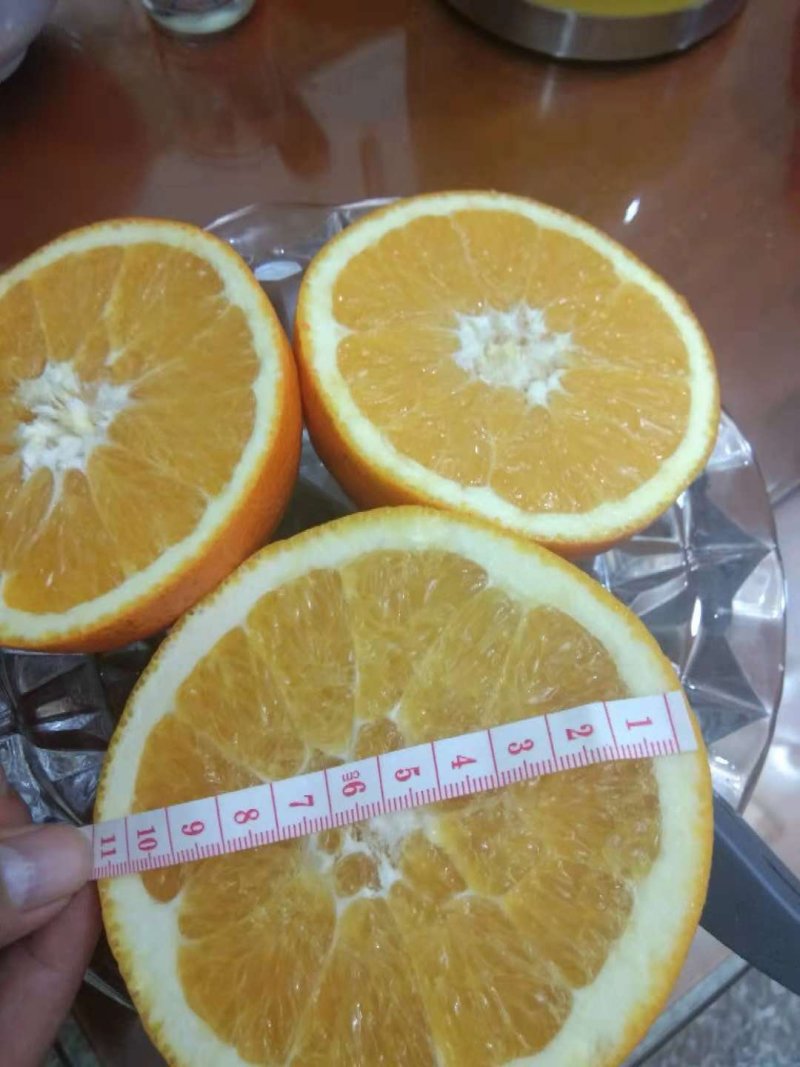 肥大圆，走一波，福建人的橙子🍊