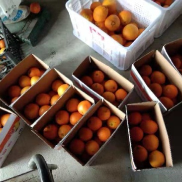 肥大圆，走一波，福建人的橙子🍊