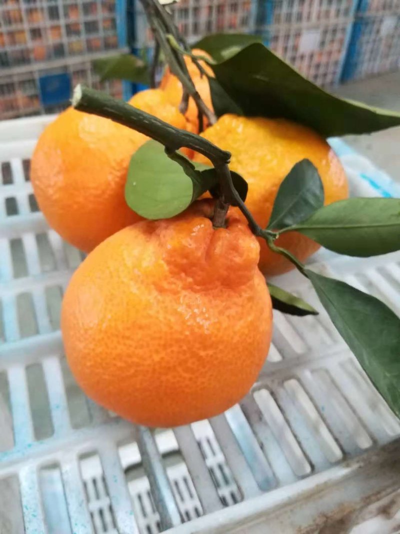 不知火丑八怪（耙耙柑）纯甜化喳保质保量产地一手货源