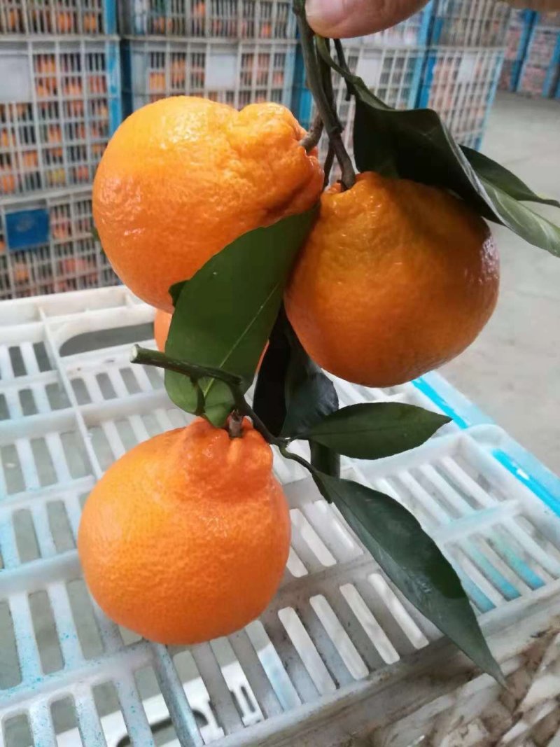 不知火丑八怪（耙耙柑）纯甜化喳保质保量产地一手货源