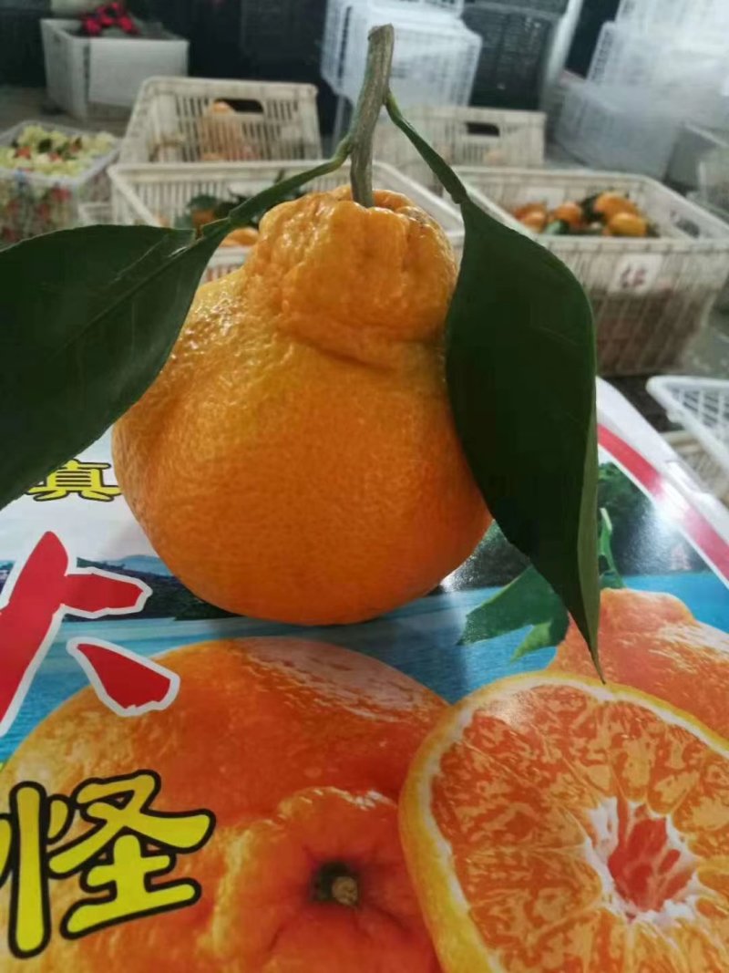 不知火丑八怪（耙耙柑）纯甜化喳保质保量产地一手货源