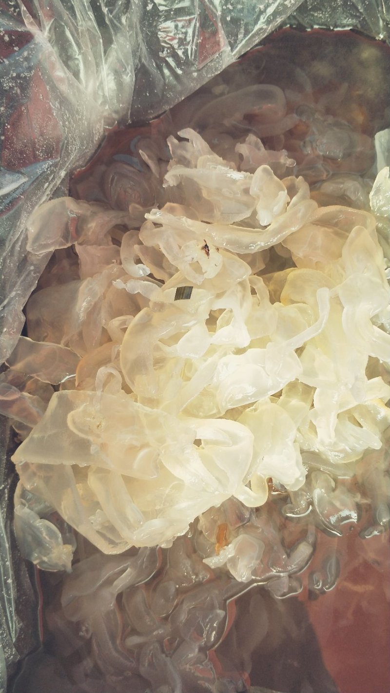 海蜇食用鲜活