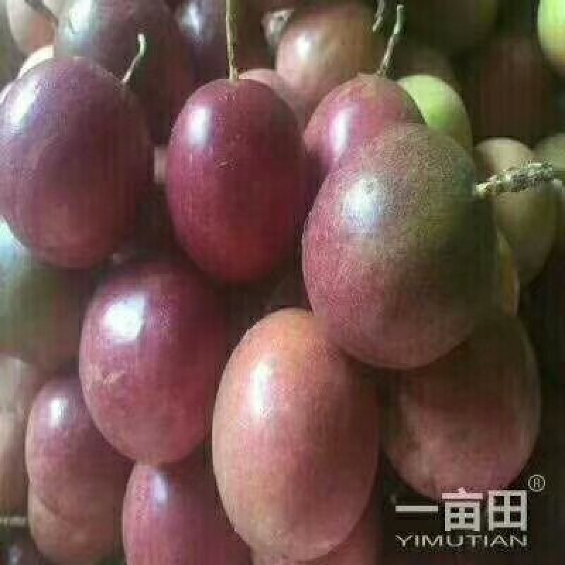 售紫香，满天星，台农，黄金百香果苗，量大从优