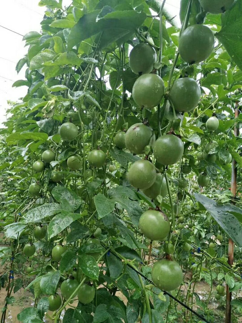售紫香，满天星，台农，黄金百香果苗，量大从优
