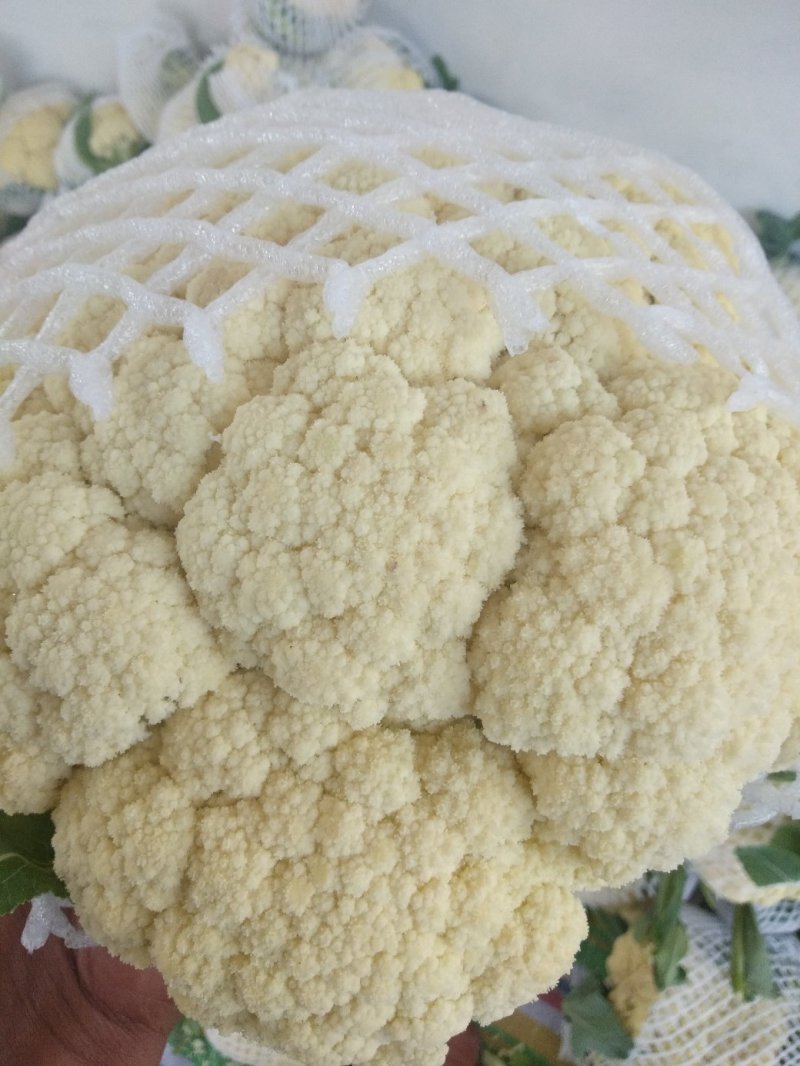花菜，鲜菜，净菜，散花，乳白色，青梗，小米粒，个头均匀。