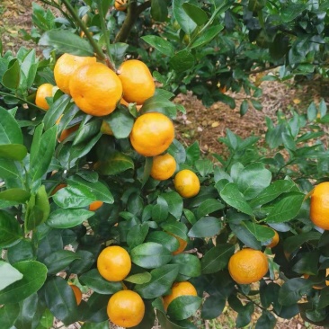沙糖桔