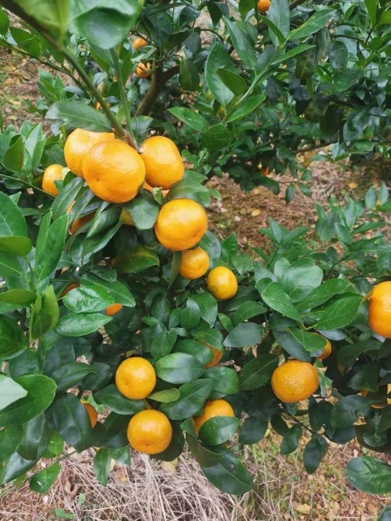 沙糖桔