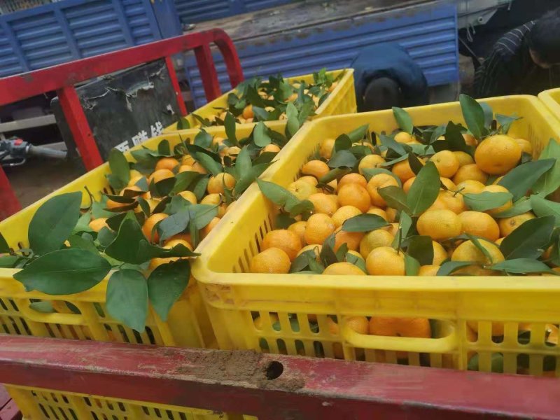 沙糖桔