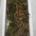 林下参，山参