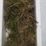 林下参，山参