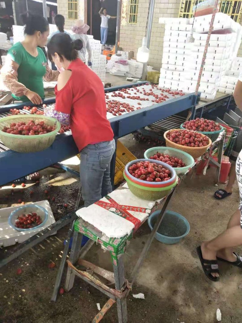 圣女果