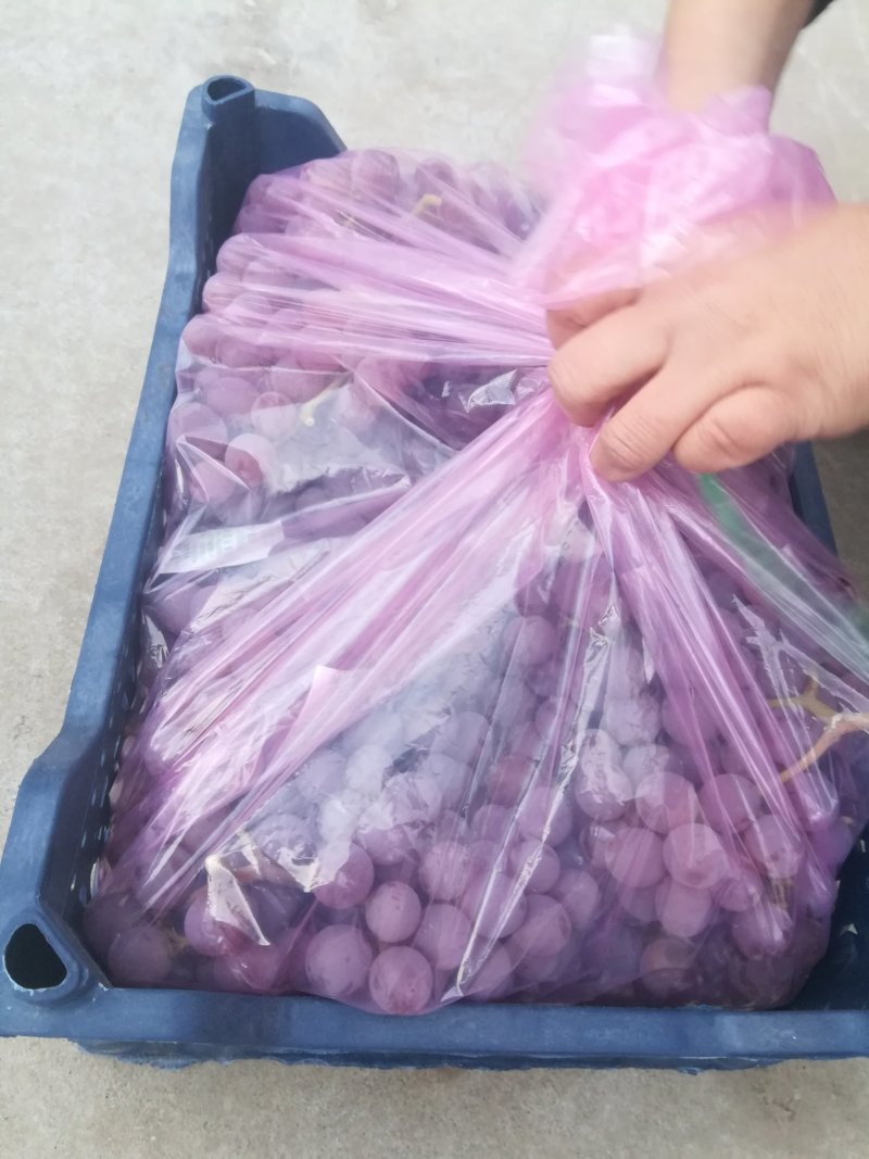 河北涿鹿龙眼葡萄质量颜色颗粒非常好
