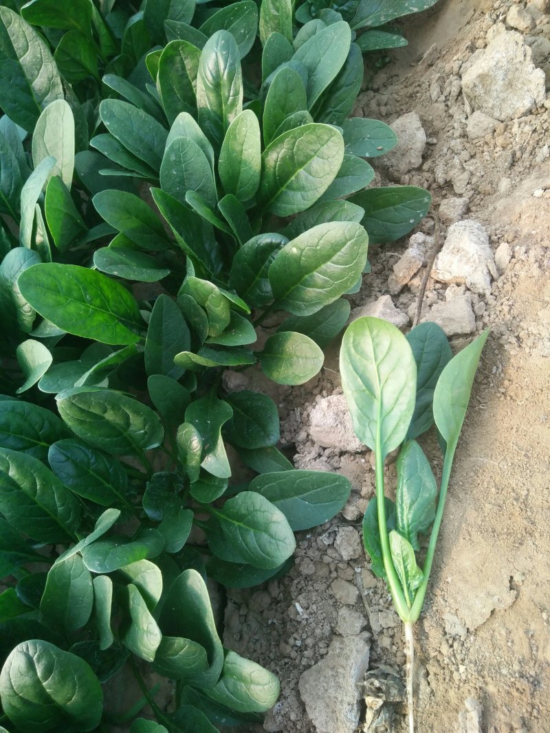 优质精品黑叶菠菜，开始大量上市。产地直供
