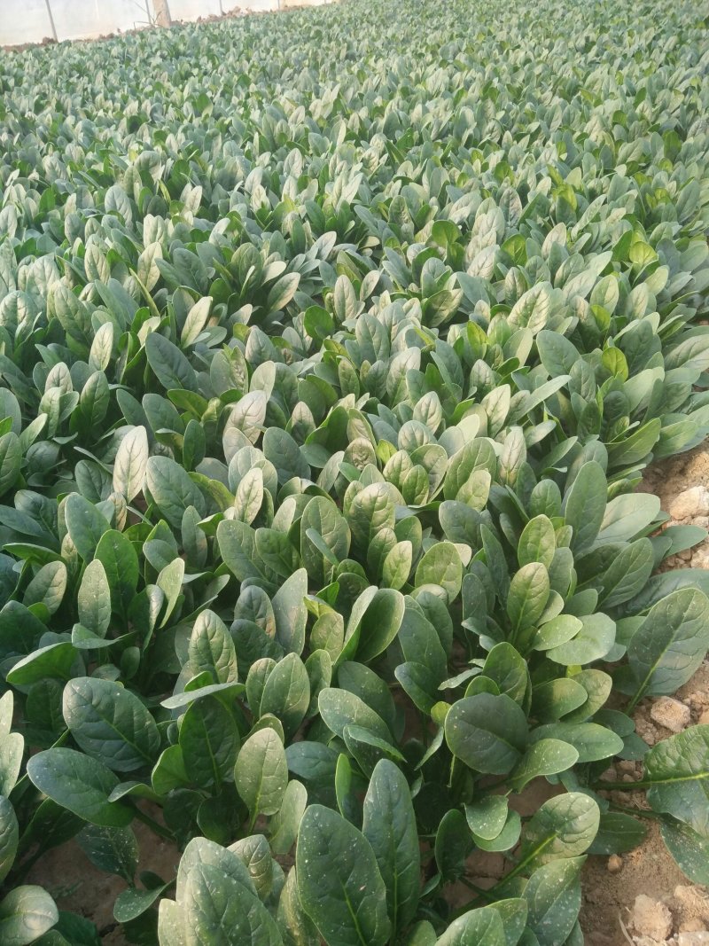 优质精品黑叶菠菜，开始大量上市。产地直供