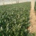 优质精品黑叶菠菜，开始大量上市。产地直供