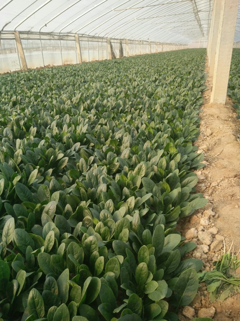优质精品黑叶菠菜，开始大量上市。产地直供