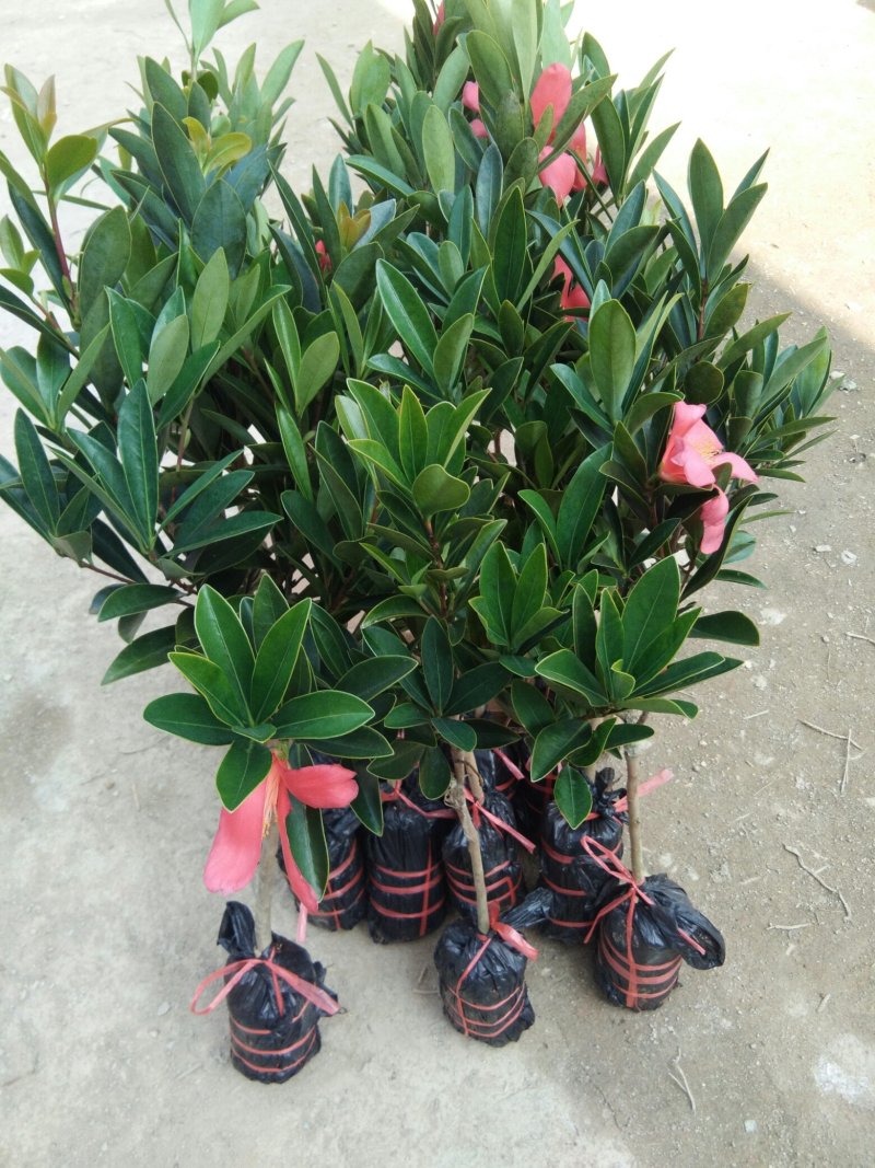 山茶花树苗四季红山茶花苗营养杯苗基地直供