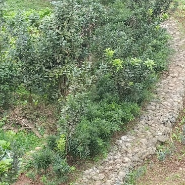 黄精种苗黄精种苗
