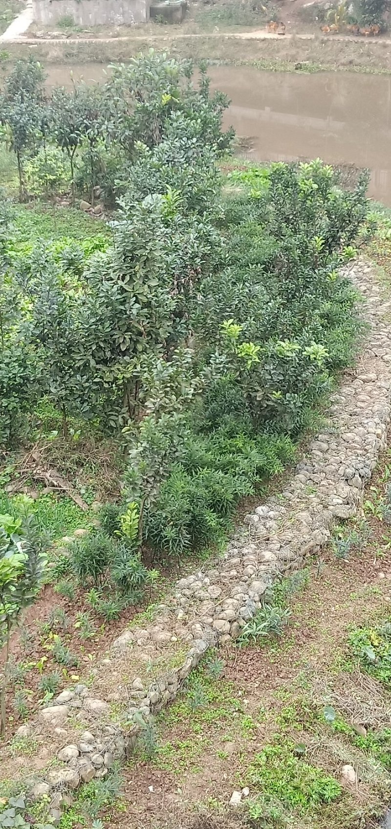 黄精种苗黄精种苗