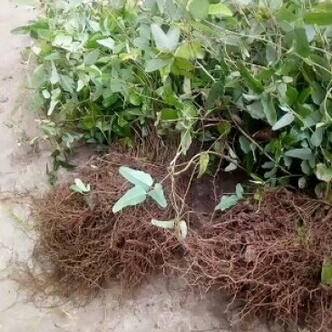 四川基地销售少籽（无籽）八月瓜苗出售，欢迎进店购买。